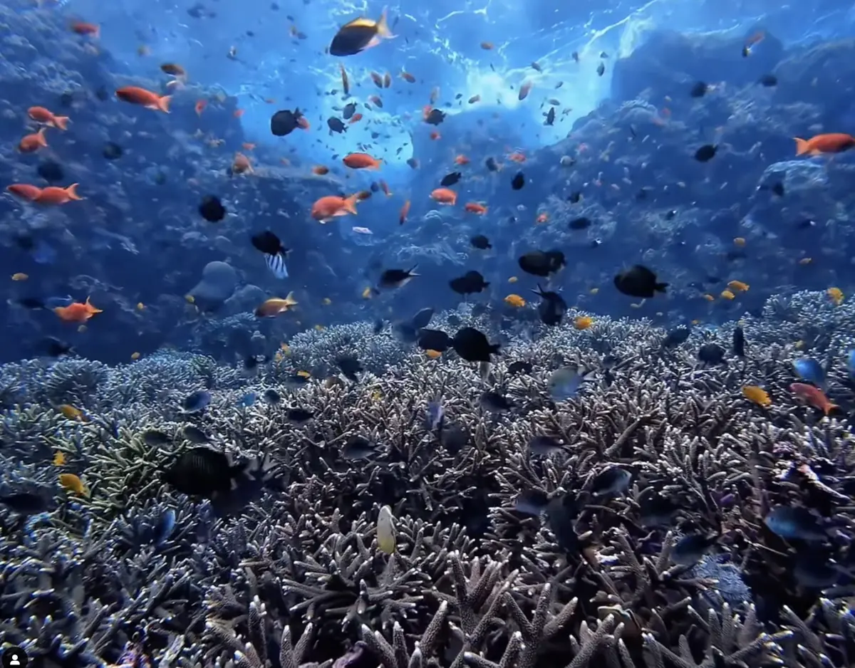 coral reef with Colorful tropical fish in Komodo